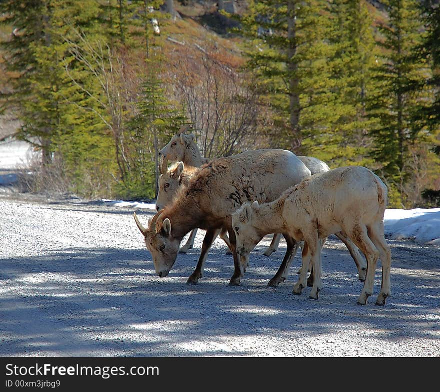 A group of mountain goats eating beside a local road in banff national park, alberta, canada