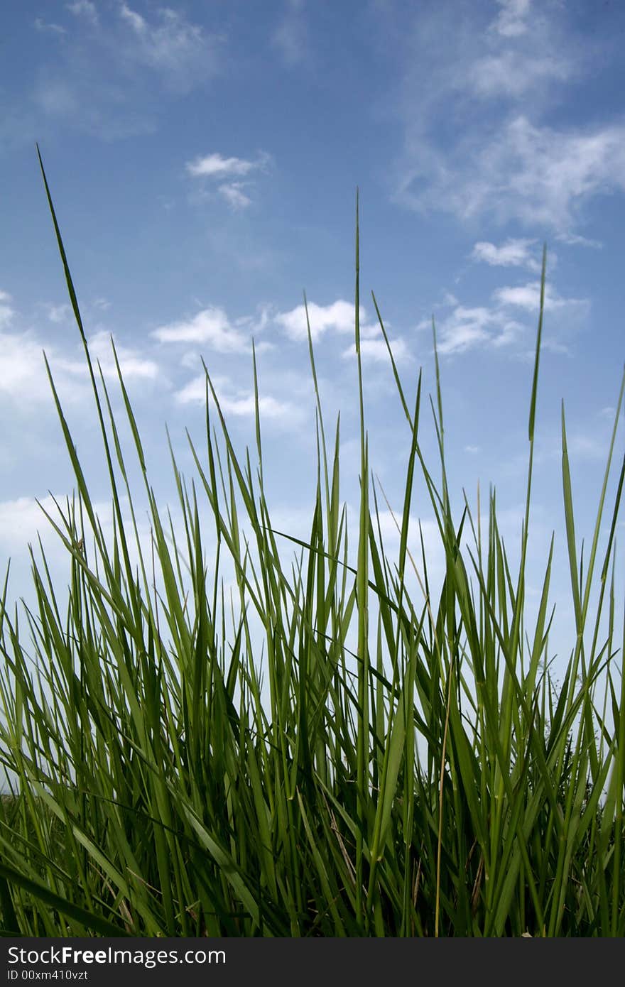 Green fresh grass against clear blue sky