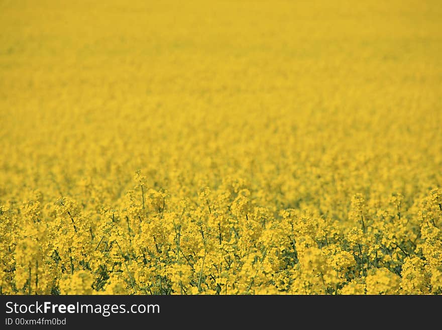 Yellow Field