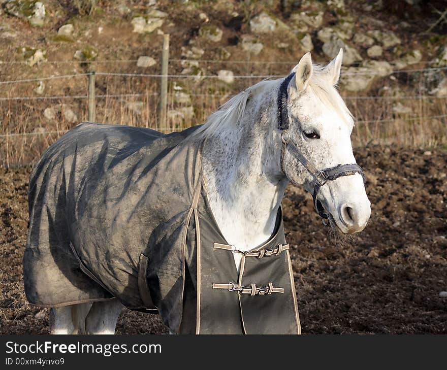 White Horse