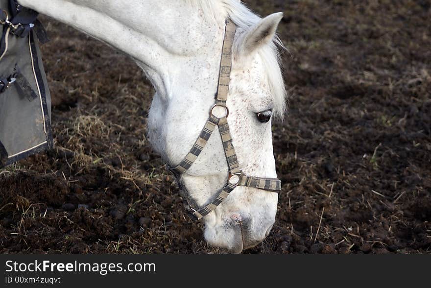 Beautiful white horse having a great snack