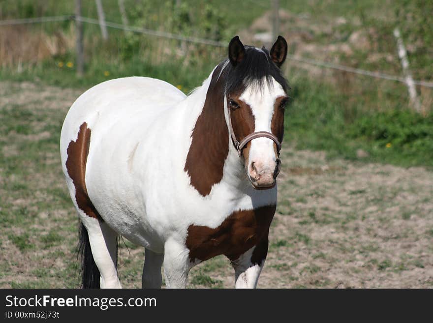 Beautiful white brown horse relaxing in the pasture. Beautiful white brown horse relaxing in the pasture