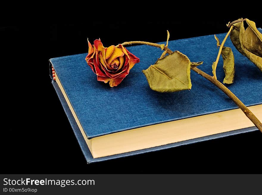 Dried-out rose on blue book and book stand isolated on black with copy space and selective focus. Dried-out rose on blue book and book stand isolated on black with copy space and selective focus