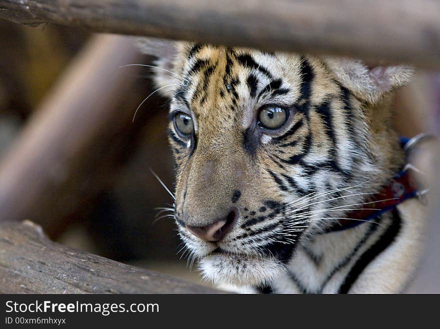 Cute little sumatran tiger cub behind wooden fence