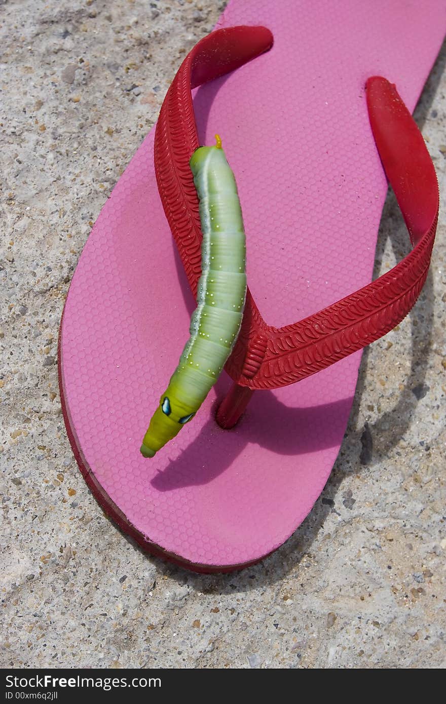 Green hornworm