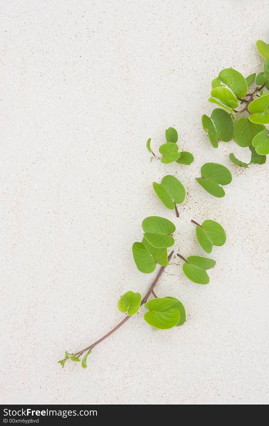 Tropical green leaves on white sand. Tropical green leaves on white sand