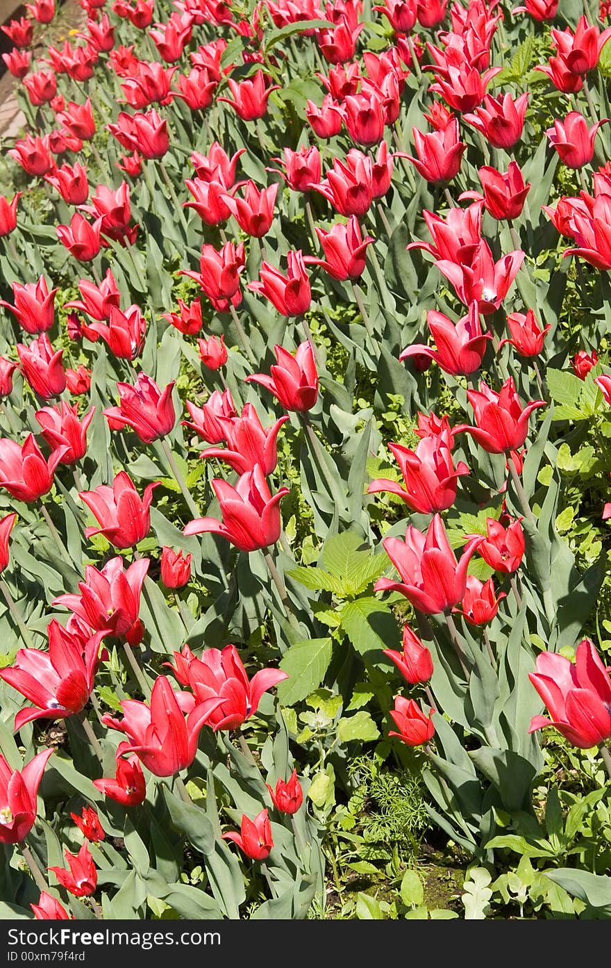 Red tulip field (red and green summer background)