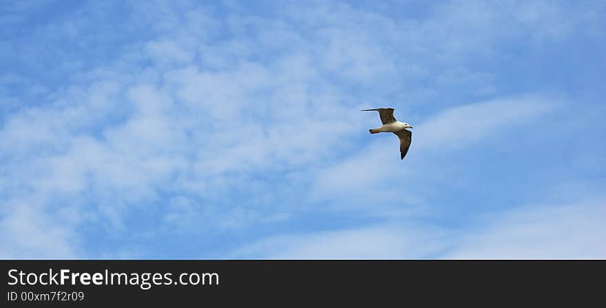 Gull flying in the sicilian sky. Gull flying in the sicilian sky