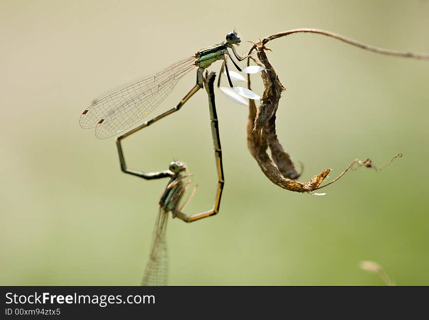 Colourful copulating damselflies in sun light