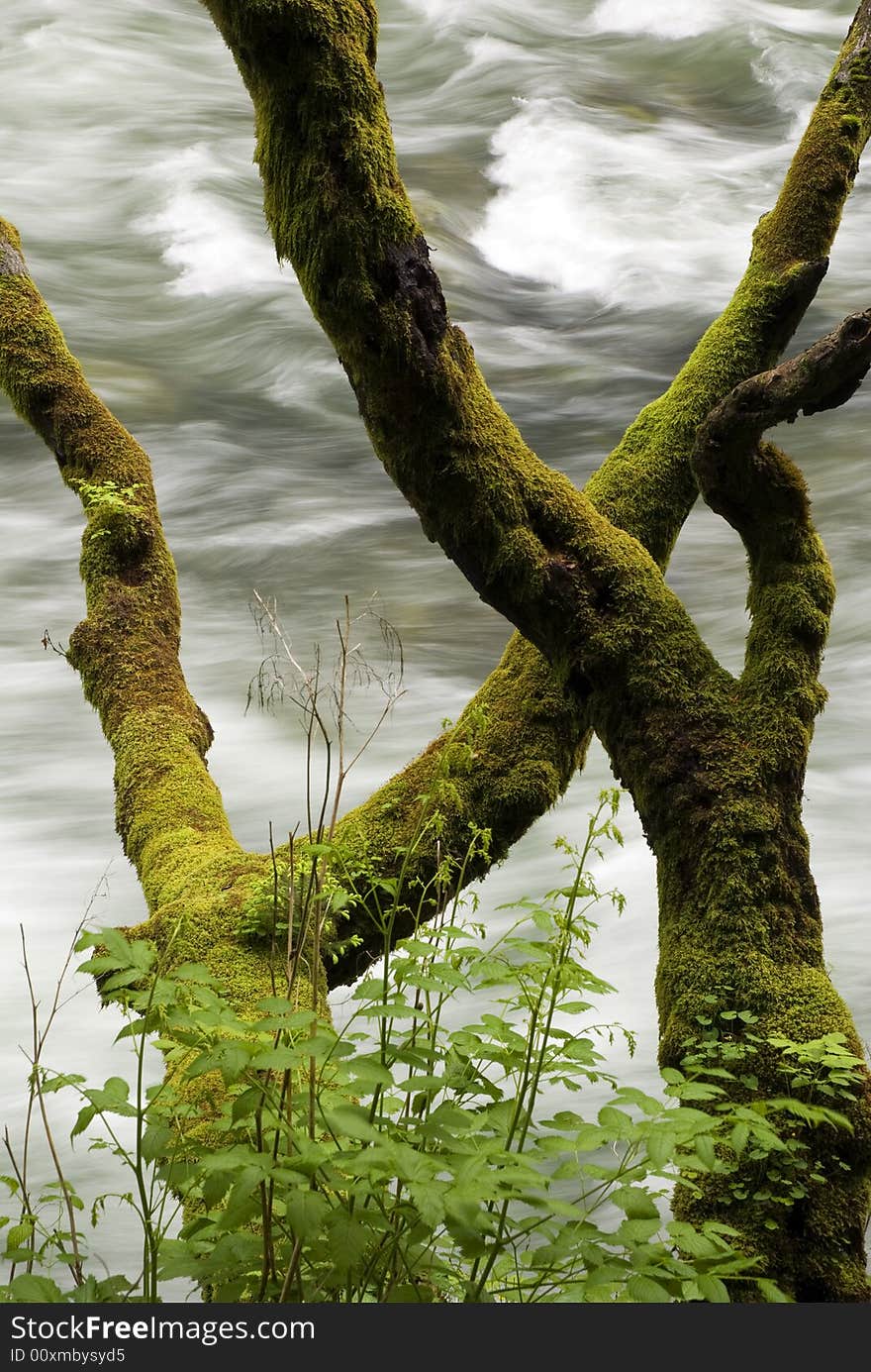 Tree trunk with moss and river in background