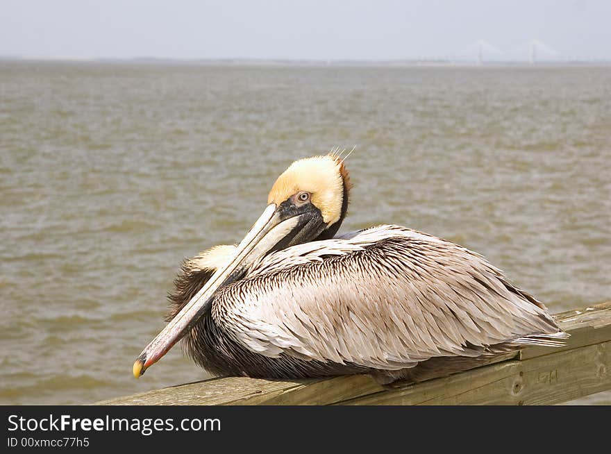 Pelican on Pier