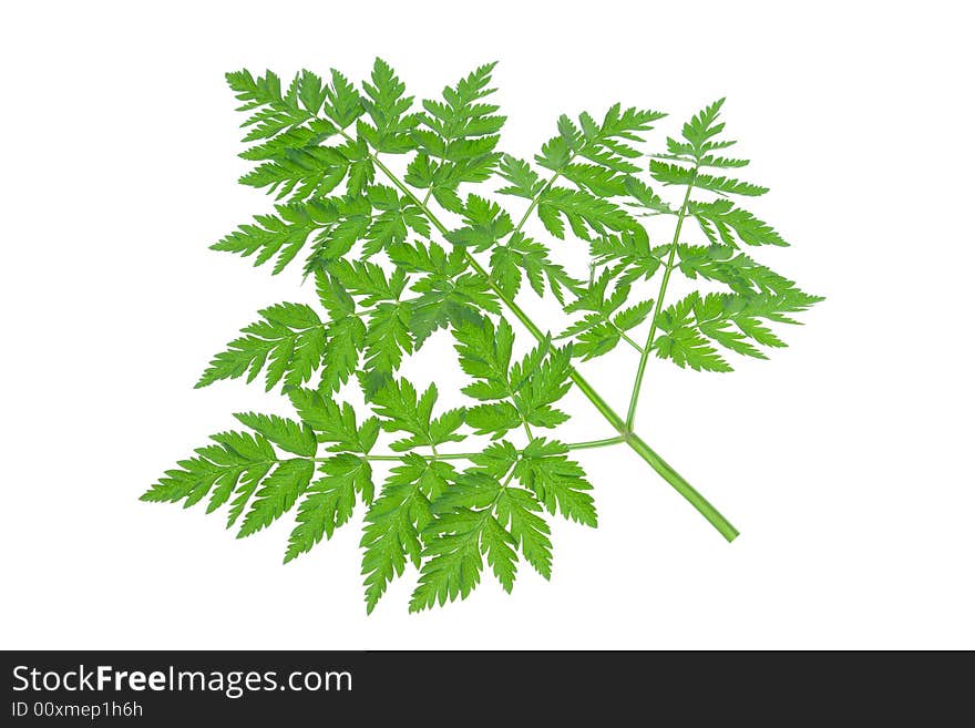 Green textured leave isolated over white background