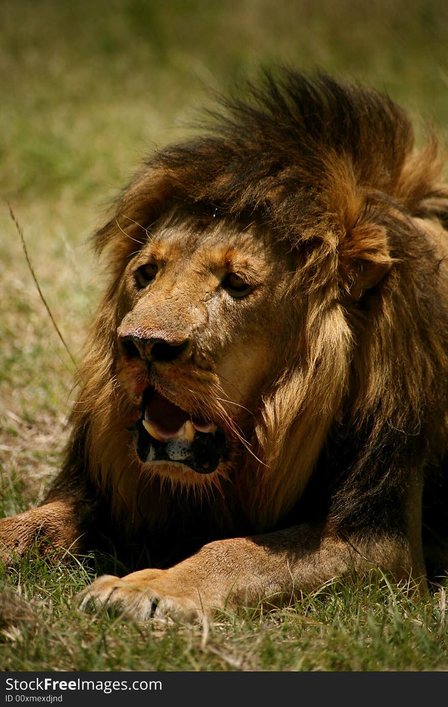 An adult male African lion. An adult male African lion