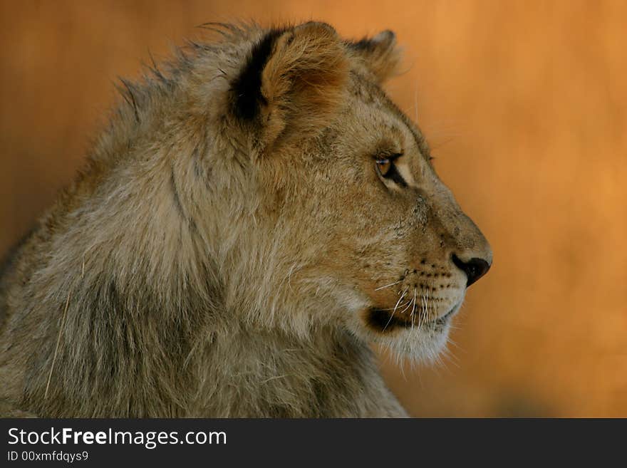 A young male lion