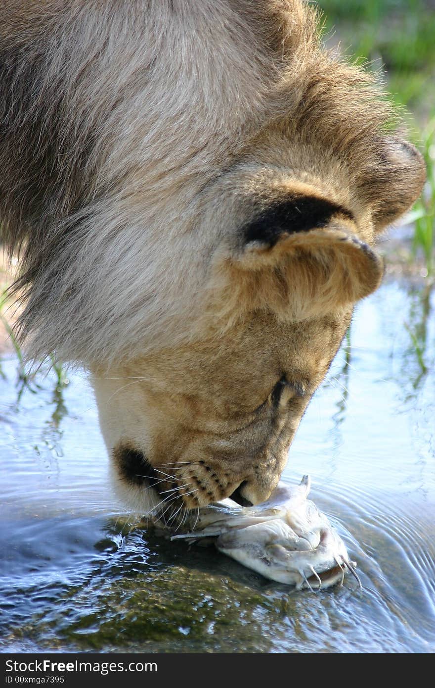 Male lion fishing