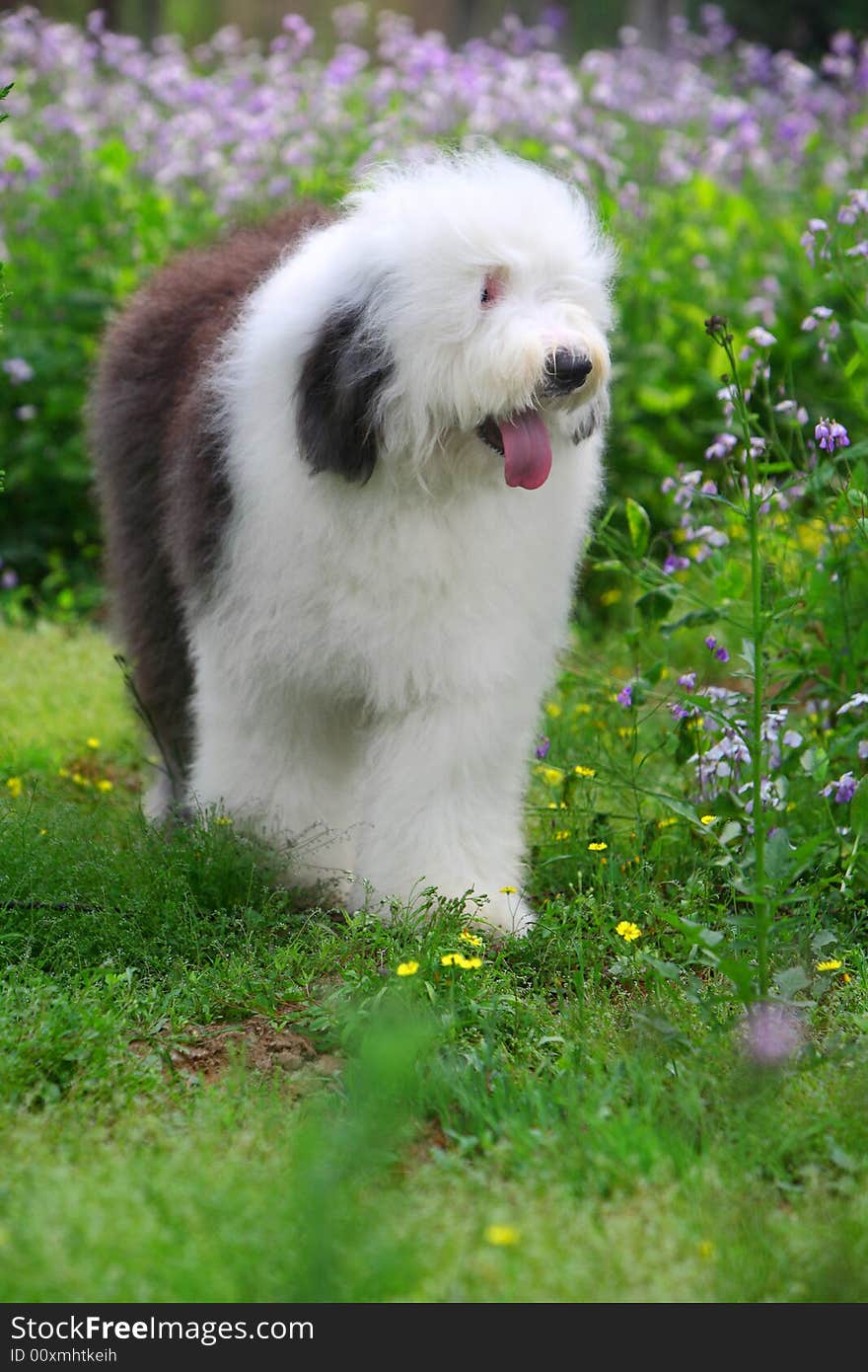 A beautiful english old sheepdog,outdoors