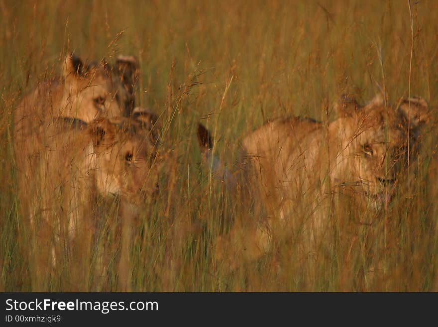 Lions In The Grass