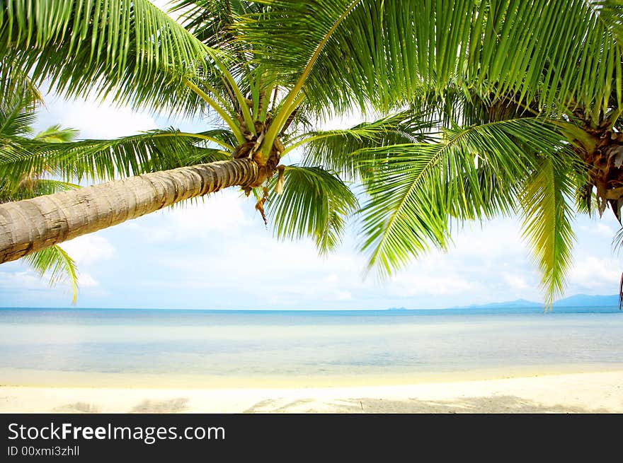 View of nice tropical empty sandy beach with some palm. View of nice tropical empty sandy beach with some palm