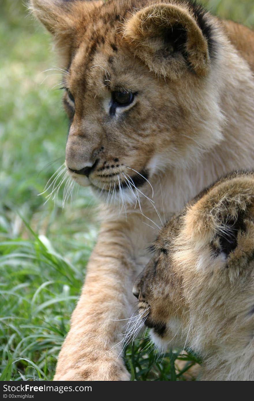 Two african lion cubs.  One male, one female