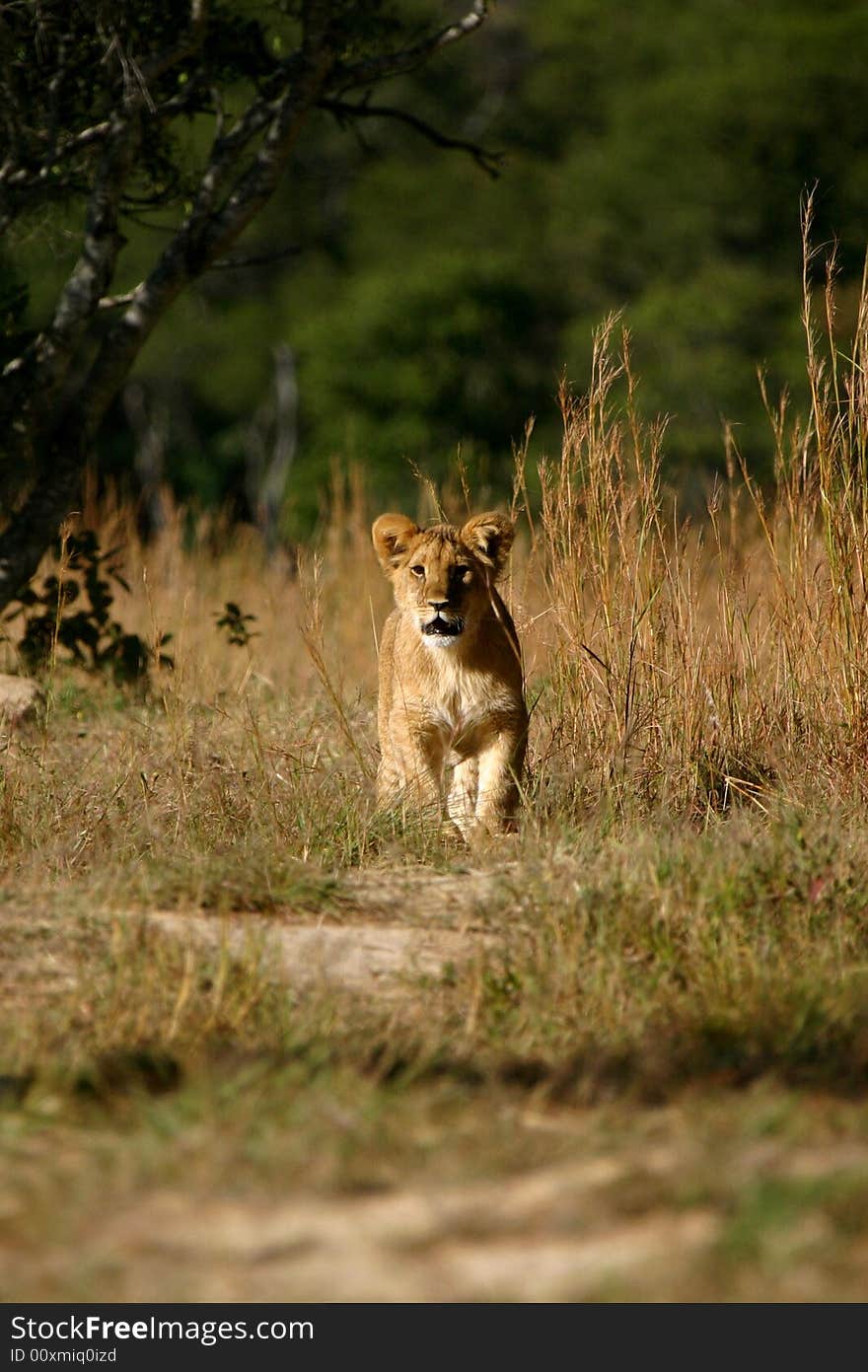 A female African Lion Cub