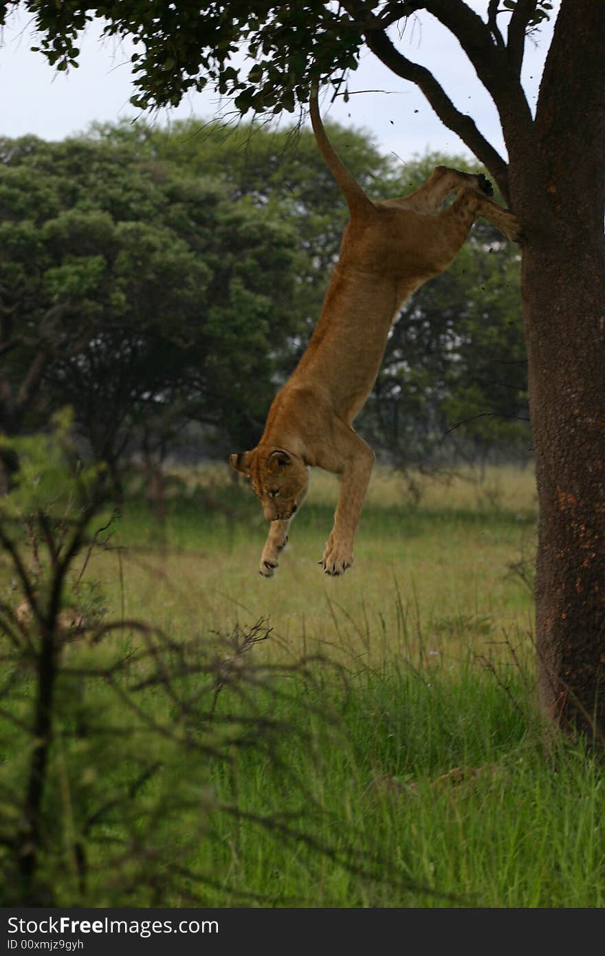 Lion in a Tree