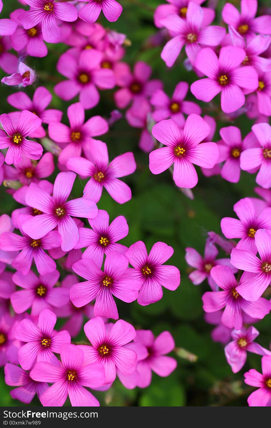 Beautiful flowers in the garden. Beautiful flowers in the garden