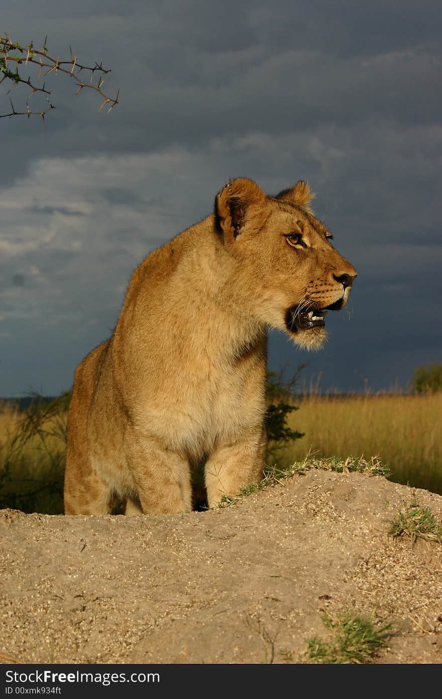 A young female African Lion looks out across the savannah under a stormy sky. A young female African Lion looks out across the savannah under a stormy sky