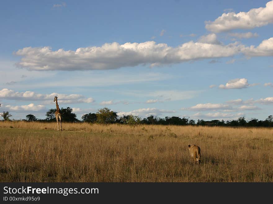 A young lion stalks a giraffe. A young lion stalks a giraffe