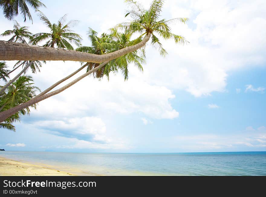 View of nice tropical empty sandy beach with some palm. View of nice tropical empty sandy beach with some palm