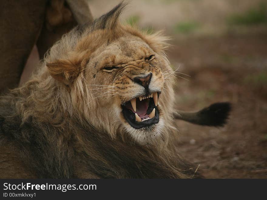 A an adult male lion bears his teeth. A an adult male lion bears his teeth