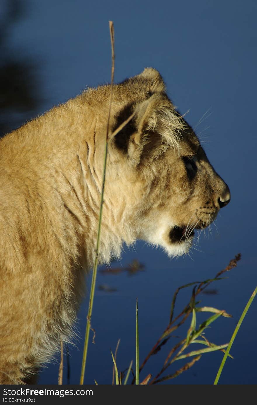 A young female African lion sits by a waterhole. A young female African lion sits by a waterhole