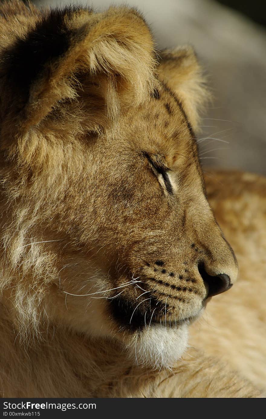 A young male African lion sleeping. A young male African lion sleeping