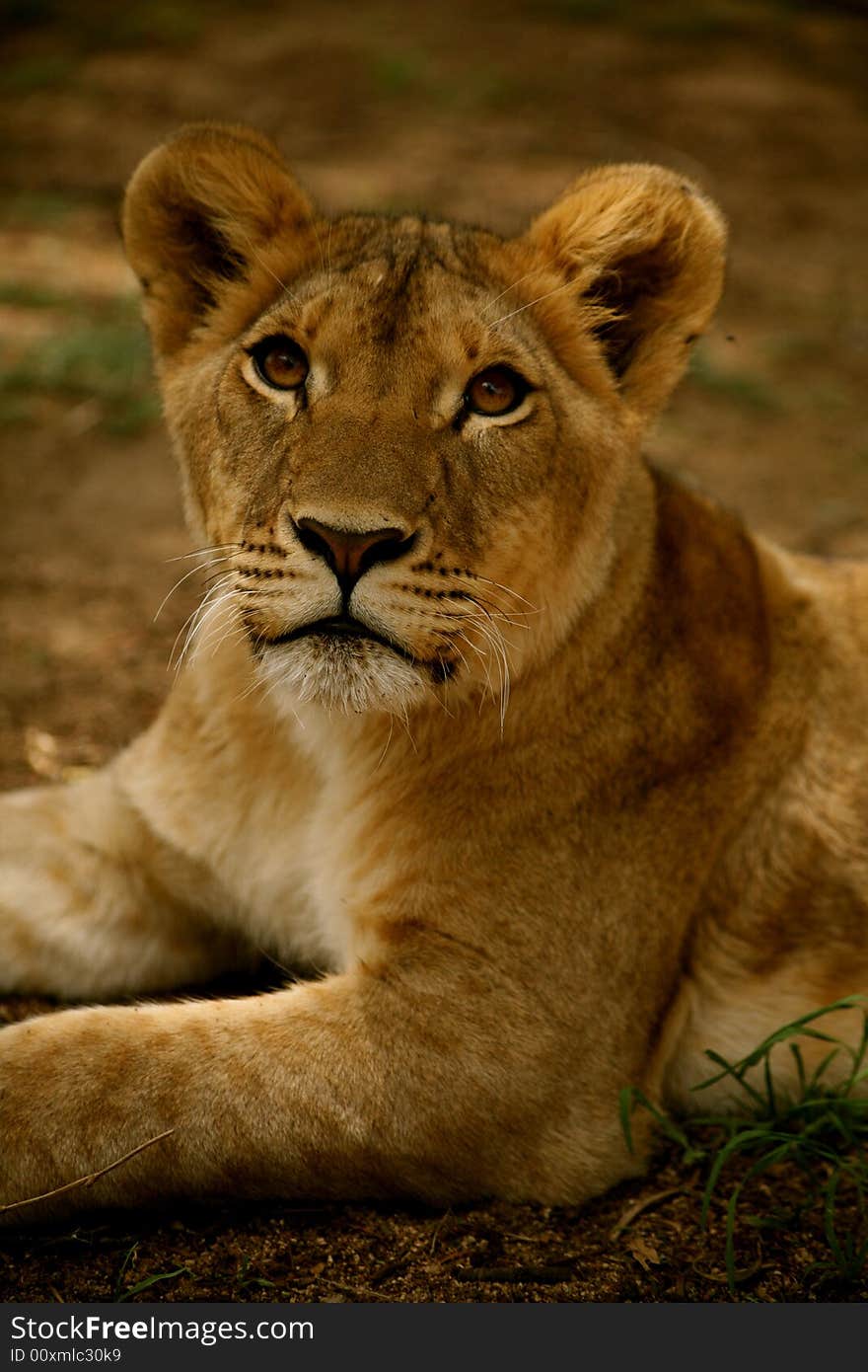 Young African female lion cub