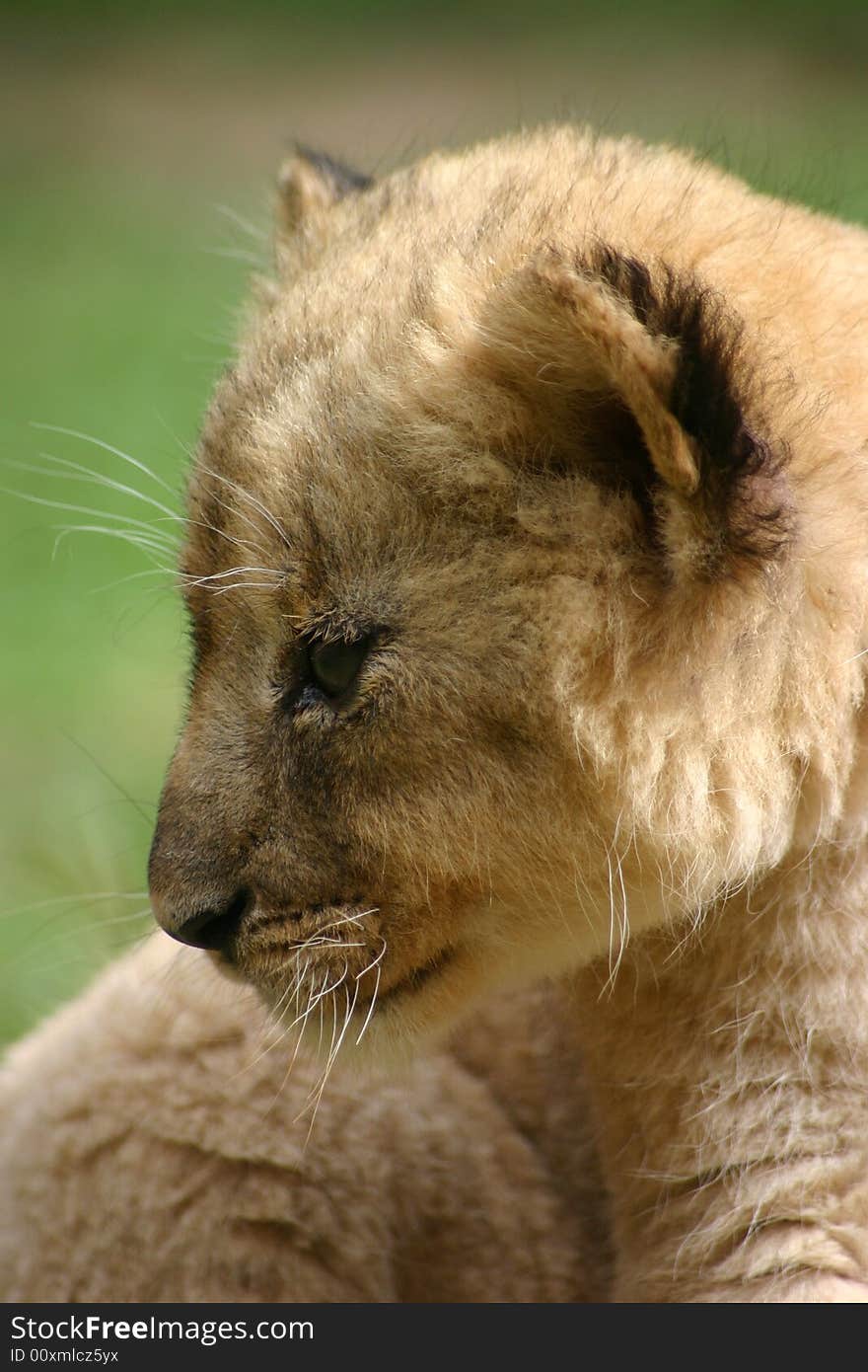 Young African female lion cub