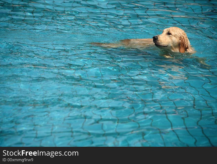 Golden retriever swimming in pool. Golden retriever swimming in pool