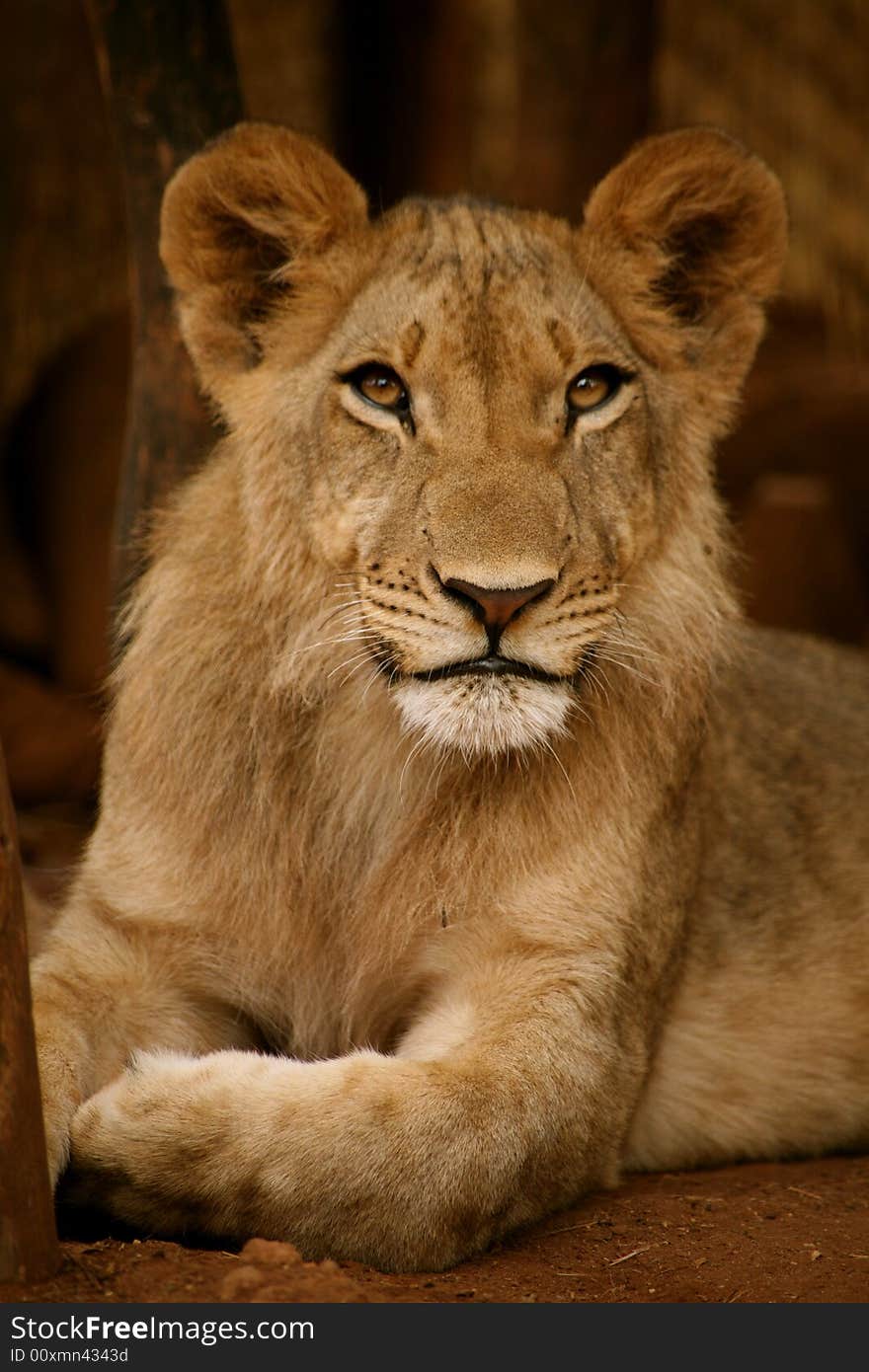 Lion Cub