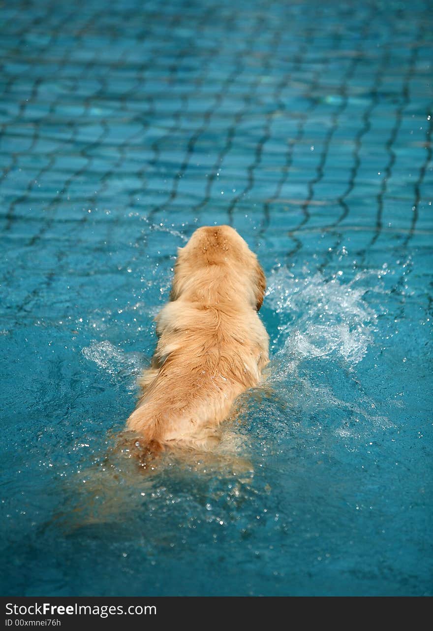 Golden retriever swimming in pool. Golden retriever swimming in pool