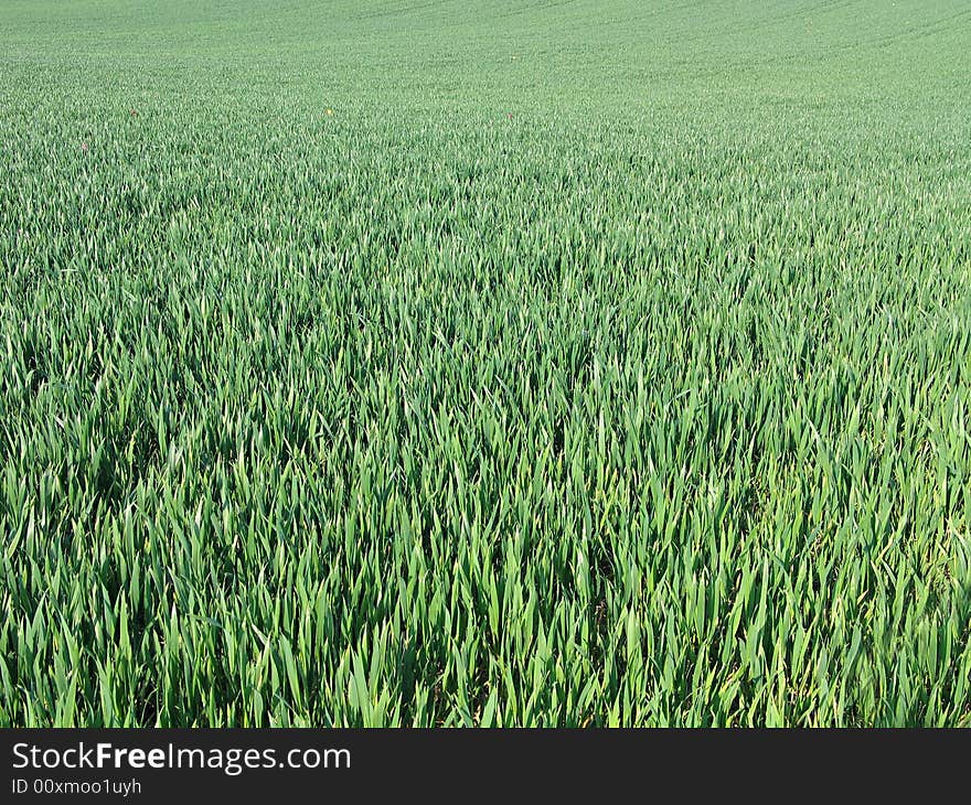 Lush green field background - full frame