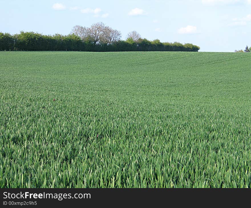 Lush green field with trees in the background