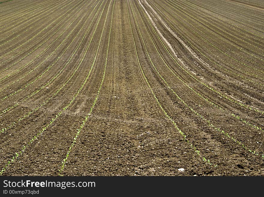 Field with repeated pattern in the italian countryside. Field with repeated pattern in the italian countryside