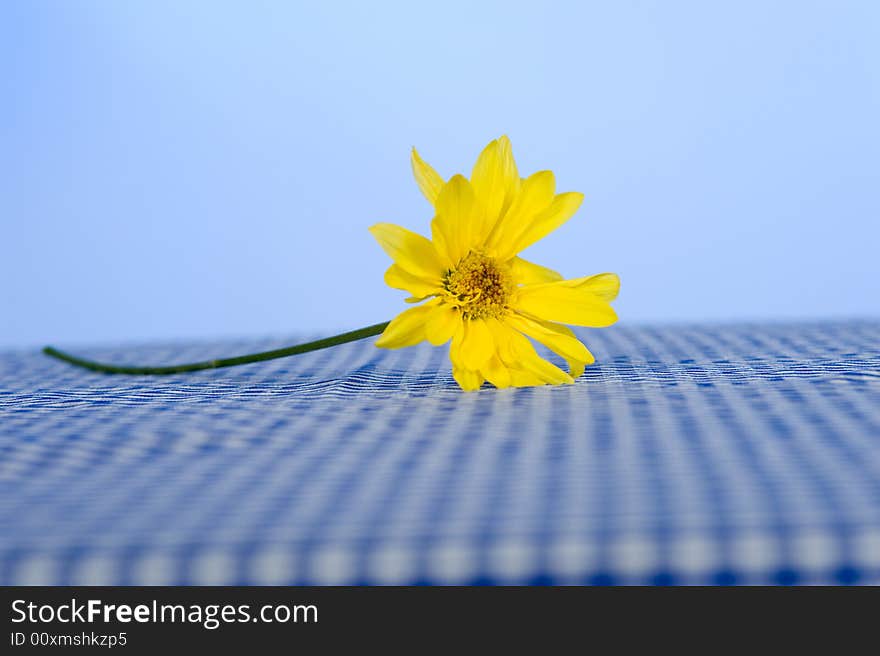 Daisy on Tablecloth