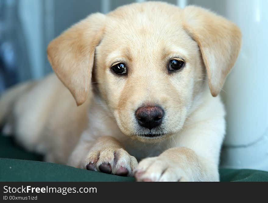 Puppy labrador retriever looking to the camera