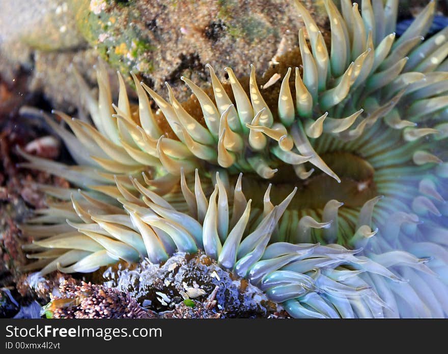 Huge colorful anemone in low tide