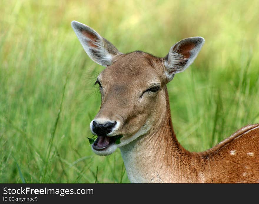 Chewing deer