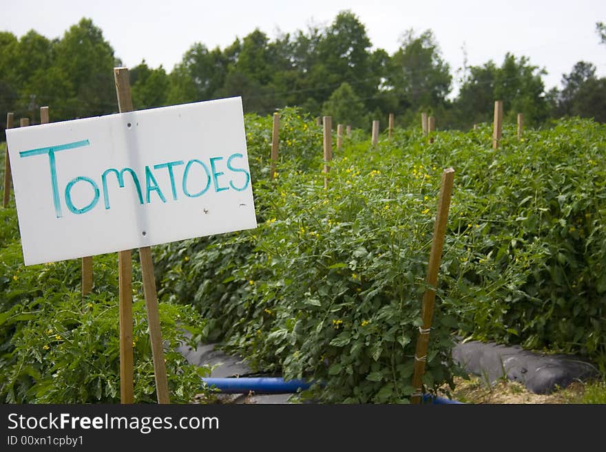 Rows of tomatoes in a field in front of a sign that says tomatoes. Rows of tomatoes in a field in front of a sign that says tomatoes.