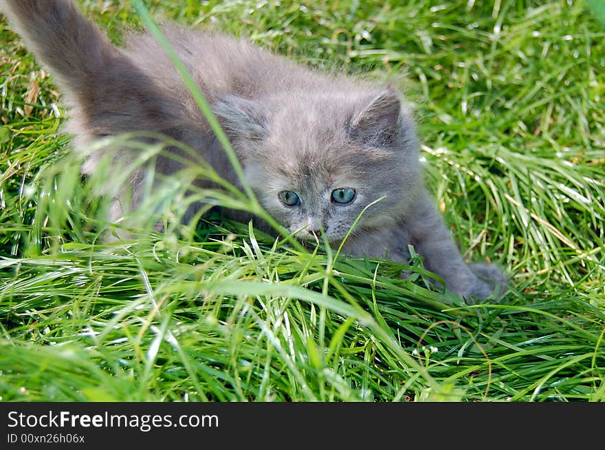 Cute one month old grey kitten hunting in grass. Cute one month old grey kitten hunting in grass