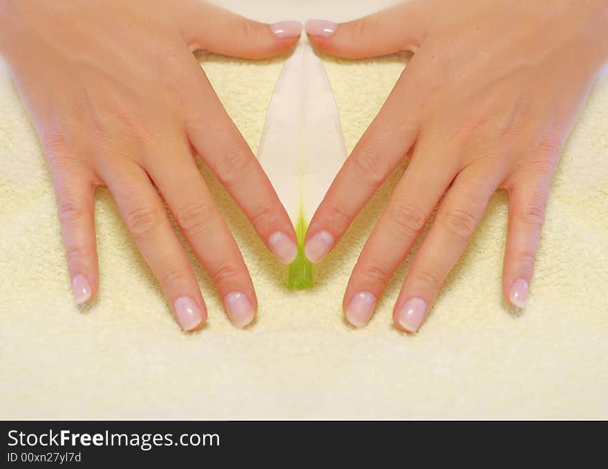 Hand with tender pink flower petal. Hand with tender pink flower petal