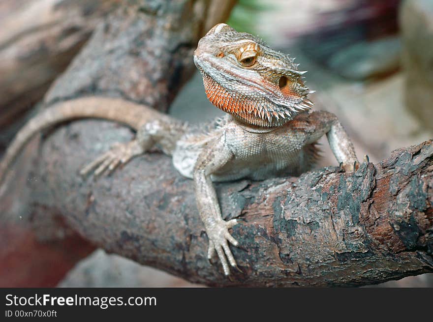 Bearded Dragon on a branch looking out. Bearded Dragon on a branch looking out