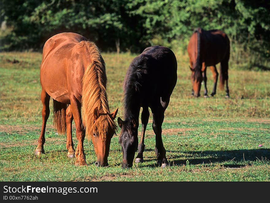 Horses grazed on a meadow. Horses grazed on a meadow.