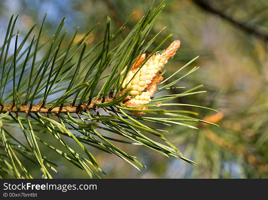 Close-up new cone at pine on nature